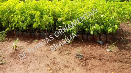 Imagem MUDAS DE FÍCUS  - CERCA VIVA Imagem MUDAS DE FÍCUS  - CERCA VIVA