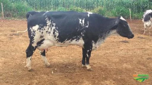 VACAS GIROLANDO COM PRODUÇÃO MÉDIA DE 20 KG DIA