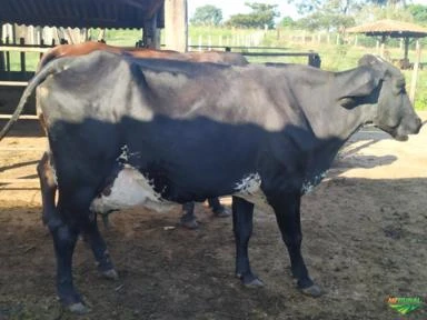 VACAS GIROLANDO COM PRODUÇÃO MÉDIA DE 20 KG DIA