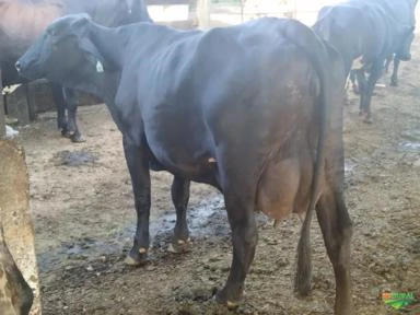 VACAS GIROLANDO COM PRODUÇÃO MÉDIA DE 20 KG DIA