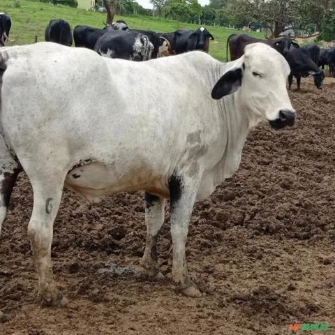 VACAS GIROLANDO COM PRODUÇÃO MÉDIA DE 20 KG DIA