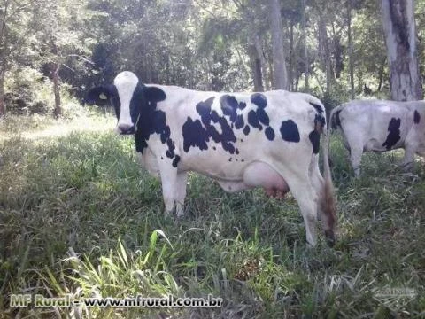 VACAS GIROLANDO COM PRODUÇÃO MÉDIA DE 20 KG DIA