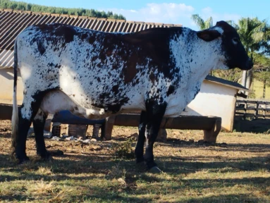 VACAS GIROLANDO COM PRODUÇÃO MÉDIA DE 20 KG DIA