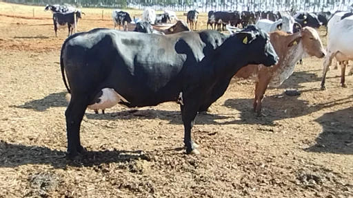 VACAS GIROLANDO COM PRODUÇÃO MÉDIA DE 20 KG DIA