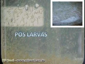 LARVAS  E ALEVINOS TAMBAQUI (HIBRIDOS)