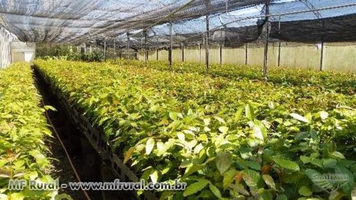 MUDAS DE MOGNO AFRICANO Imagem MUDAS DE MOGNO AFRICANO