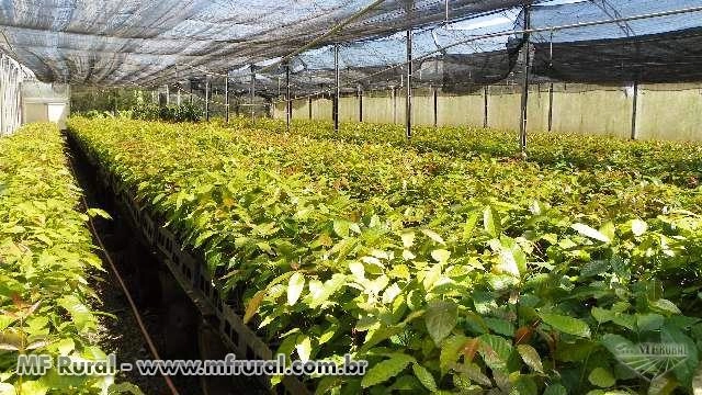 MUDAS DE MOGNO AFRICANO Imagem MUDAS DE MOGNO AFRICANO