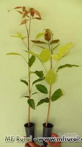 Imagem MUDAS DE MOGNO AFRICANO Imagem MUDAS DE MOGNO AFRICANO