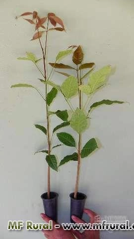 Imagem MUDAS DE MOGNO AFRICANO Imagem MUDAS DE MOGNO AFRICANO