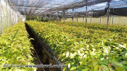 Imagem MUDAS DE MOGNO AFRICANO Imagem MUDAS DE MOGNO AFRICANO