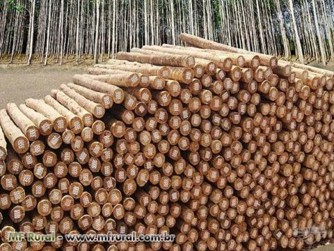 Mourões de Eucalipto tratado em Autoclave, à partir de R$ 3,75.