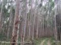 Fazenda de reflorestamento