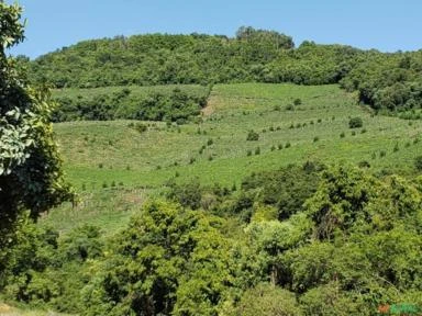 Vinícola de pequeno porte em Faria Lemos RS