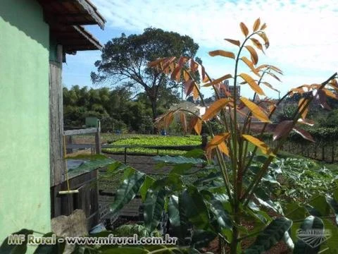 SEMENTES DE MOGNO AFRICANO (KHAYA IVORENSIS, SENEGALENSIS E ANTHOTECA)