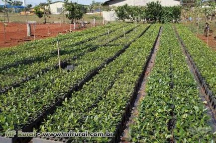 MUDAS DE MOGNO AFRICANO (KHAYA IVORENSIS, SENEGALENSIS E ANTHOTECA)