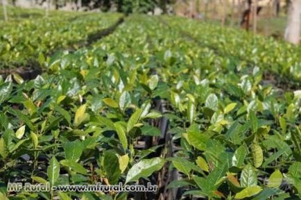 MUDAS DE MOGNO AFRICANO (KHAYA IVORENSIS, SENEGALENSIS E ANTHOTECA)