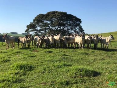 NOVILHAS GUZERÁ Imagem NOVILHAS GUZERÁ