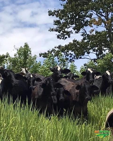 Imagem NOVILHAS GUZERÁ Imagem NOVILHAS GUZERÁ