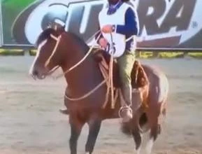 Cavalos Crioulo Grande Campeão – São Leopoldo Valsa – Nasc. 20/11/2011 – B138082 - ABCCC