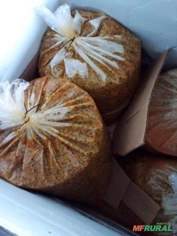 Polpa de maracujá com semente Imagem Polpa de maracujá com semente