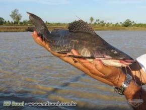 VENDA DE ALEVINOS, DIVERSAS ESPÉCIES, ENTREGAMOS EM TODO BRASIL!