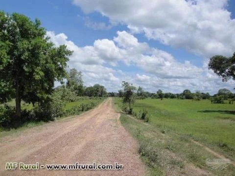 Brachiária Humidícola Dictyoneira