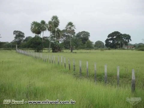 Brachiária Humidícola Dictyoneira