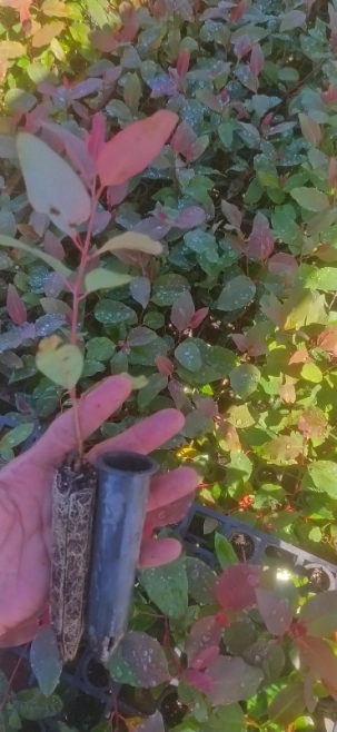 Mudas de Eucalipto Imagem Mudas de Eucalipto