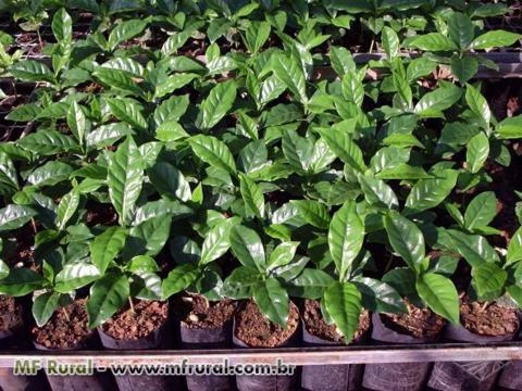 Mudas de Café Imagem Mudas de Café