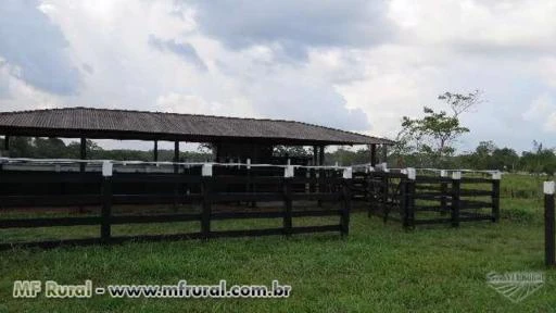 Fazenda no Pará 69 Hectares com Mogno Africano em Santa Izabel do Para a 45 KM de Belém