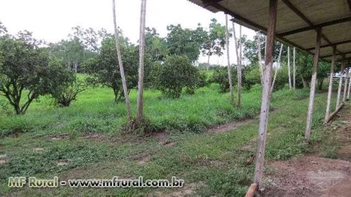 Fazenda no Pará 69 Hectares com Mogno Africano em Santa Izabel do Para a 45 KM de Belém