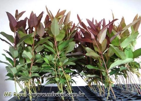 MUDAS CERTIFICADAS DE EUCALIPTO CLONAIS Imagem MUDAS CERTIFICADAS DE EUCALIPTO CLONAIS