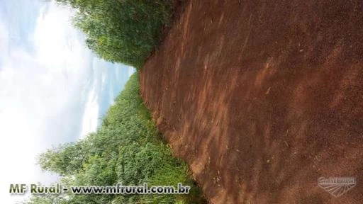 Plantio de Eucalipto Em Goiás e Região (Prestação de Serviço)