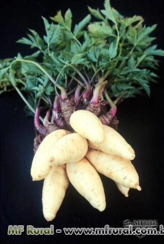 Mudas Mandioquinha (batata baroa/ batata salsa) Imagem Mudas Mandioquinha (batata baroa/ batata salsa)