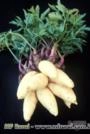 Mudas Mandioquinha (batata baroa/ batata salsa) Imagem Mudas Mandioquinha (batata baroa/ batata salsa)