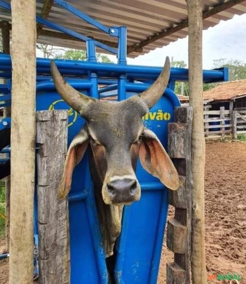 Tronco / Brete para Contenção de Gado