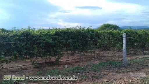 Fazenda em Tanhaçu/BA margeada por Rio perene com 280 hectares