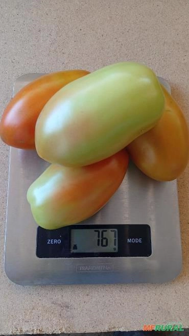 Tomate direto da roça com o produtor Imagem Tomate direto da roça com o produtor