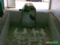 Máquina para beneficiamento de Abacaxi. Imagem Máquina para beneficiamento de Abacaxi.