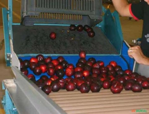 MÁQUINA PARA O BENEFICIAMENTO DE AMEIXA Imagem MÁQUINA PARA O BENEFICIAMENTO DE AMEIXA