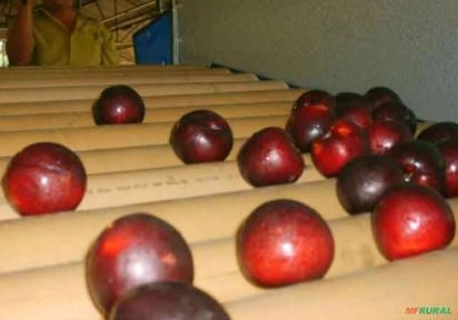 Imagem MÁQUINA PARA O BENEFICIAMENTO DE AMEIXA Imagem MÁQUINA PARA O BENEFICIAMENTO DE AMEIXA