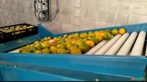 Máquinas para Beneficiamento e Classificação de Laranja