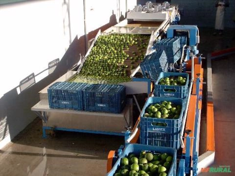 MÁQUINA PARA O BENEFICIAMENTO DE LIMÃO EXPORTAÇÃO Imagem MÁQUINA PARA O BENEFICIAMENTO DE LIMÃO EXPORTAÇÃO