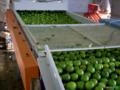 MÁQUINA PARA O BENEFICIAMENTO DE LIMÃO EXPORTAÇÃO Imagem MÁQUINA PARA O BENEFICIAMENTO DE LIMÃO EXPORTAÇÃO