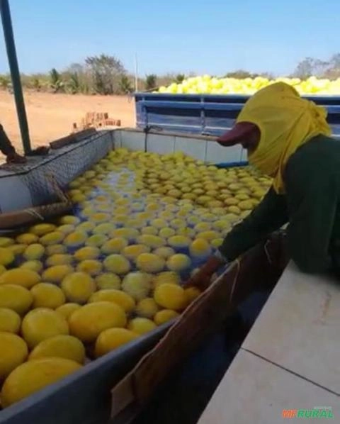 MÁQUINA PARA O BENEFICIAMENTO DE MELÃO Imagem MÁQUINA PARA O BENEFICIAMENTO DE MELÃO