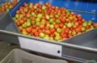 Máquinas para Beneficiamento e Classificação de Tomate Imagem Máquinas para Beneficiamento e Classificação de Tomate