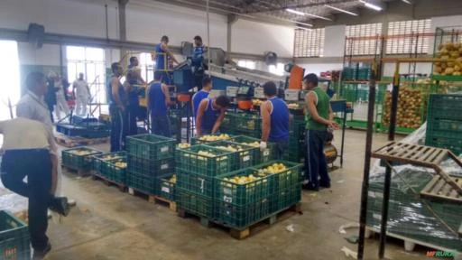 MÁQUINA PARA O BENEFICIAMENTO E CLASSIFICAÇÃO DE BATATA