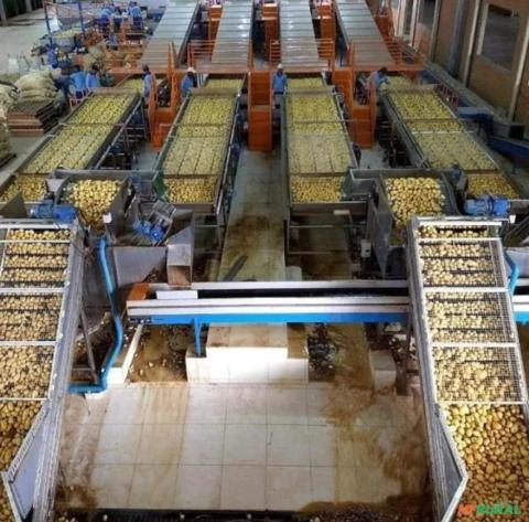 Imagem MÁQUINA PARA O BENEFICIAMENTO E CLASSIFICAÇÃO DE BATATA Imagem MÁQUINA PARA O BENEFICIAMENTO E CLASSIFICAÇÃO DE BATATA