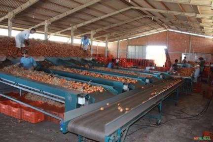 MÁQUINA PARA O BENEFICIAMENTO E CLASSIFICAÇÃO DE CEBOLA Imagem MÁQUINA PARA O BENEFICIAMENTO E CLASSIFICAÇÃO DE CEBOLA