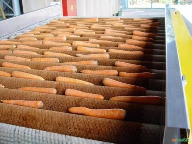 Imagem MÁQUINA PARA O BENEFICIAMENTO DE CENOURA Imagem MÁQUINA PARA O BENEFICIAMENTO DE CENOURA